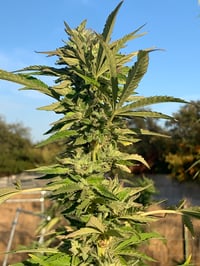 Image 2 of Yammerz (Grape Pancakes x Lantz F2)