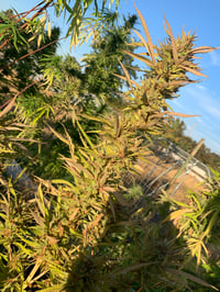 Image 2 of Neanderthal (Primate Pie X Lantz F2)