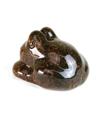 Image 3 of Tortoise Baby