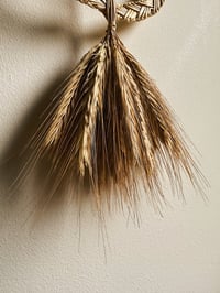 Image 4 of Sun Favour (rye)