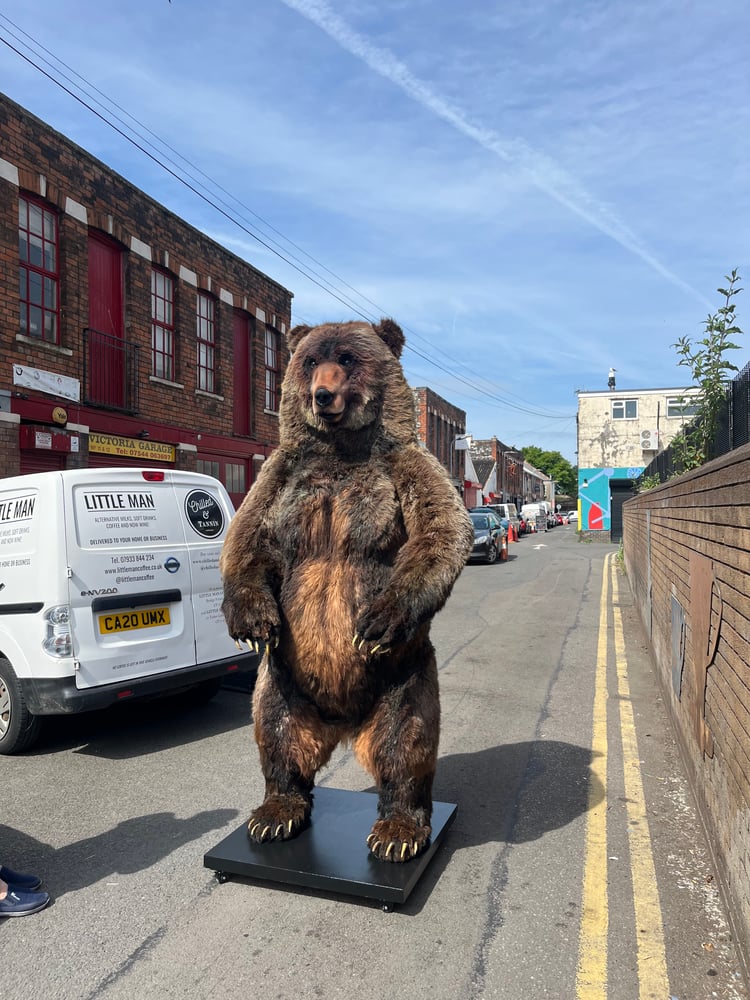 Image of Bear
