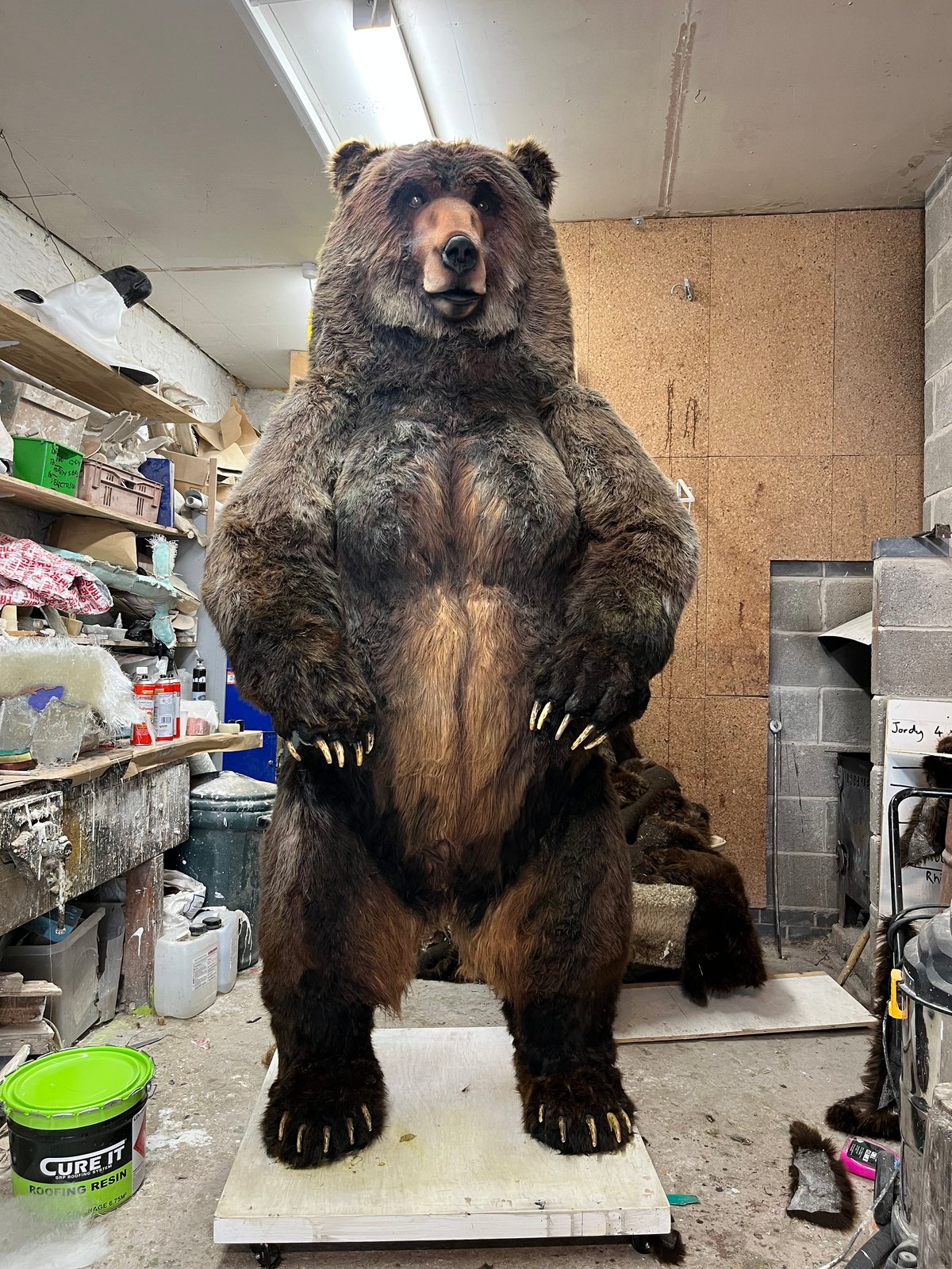 Image of Bear