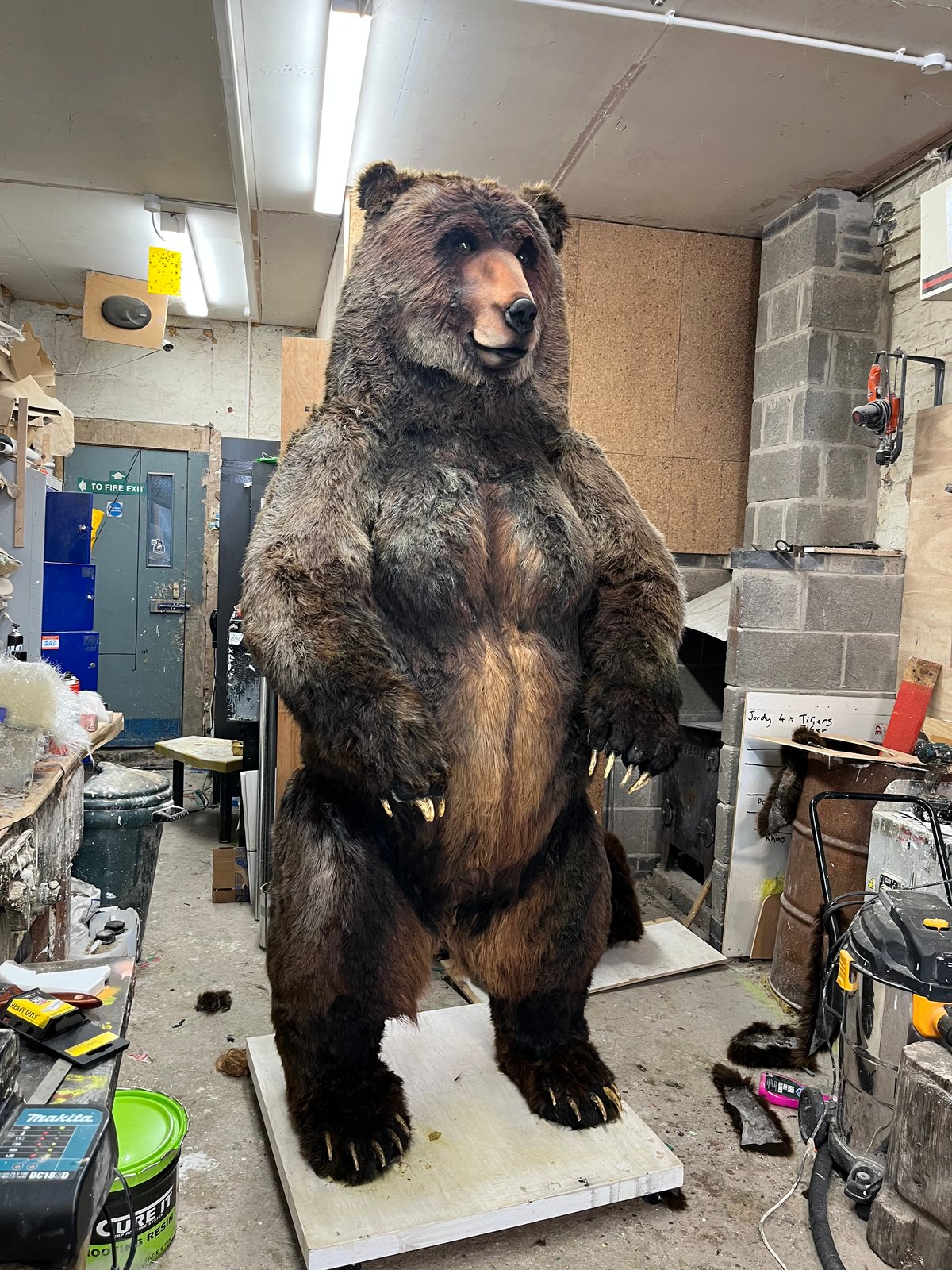 Image of Bear