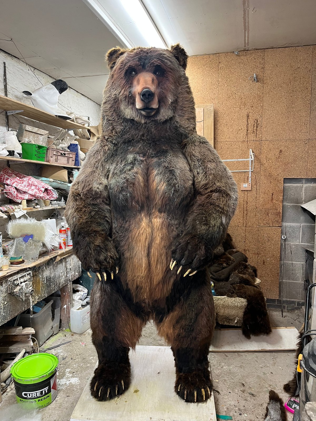 Image of Bear