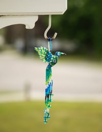 Image 4 of Jalisco Hummingbird 