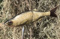 Image 3 of SPEEDBAITS Custom Airbrushed Glide Bait 6696