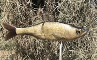 Image 2 of SPEEDBAITS Custom Airbrushed Glide Bait 6696