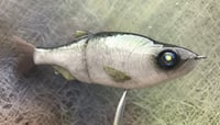 Image 2 of  SPEEDBAITS Custom Airbrushed Glide Bait 6813