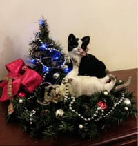 Image 2 of 6" $95 or 8" $125 Custom cat 