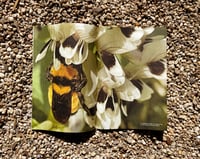 Image 3 of Issue No. 2