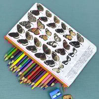 Image 1 of Butterfly Entomology Book Page Pencil Case, Orange