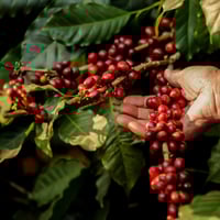 Image 2 of PEROU | SANTA ROSA | NATURE