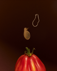 Image 1 of Orecchini Nubila Bold