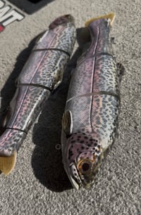 Image 1 of Immortal Trout 11.0 “Shū Tier Trout”