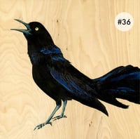 Image 5 of Grackle Prints by Carly Weaver - Fine Art Print on Wood