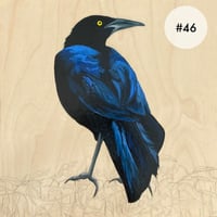 Image 6 of Grackle Prints by Carly Weaver - Fine Art Print on Wood