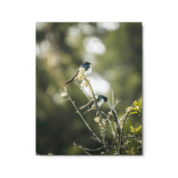 Tree Swallow Duo Print