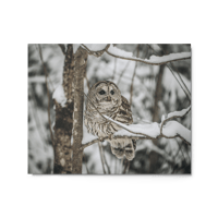 Snowy Barred Owl Print