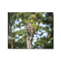 Barred Owl Print