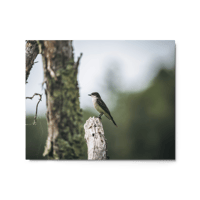 Eastern Kingbird Print