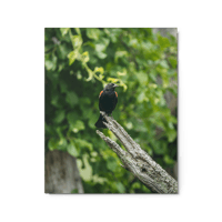 Red-Winged Blackbird Print