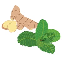 Ginger Mint Infused Olive Oil