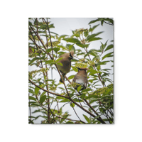 Cedar Waxwing Duo Print
