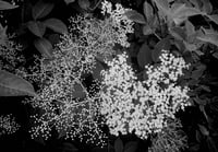 Image 14 of Lady Elder Tree: Northern Plant Animism & Witchcraft, 2nd Edition 