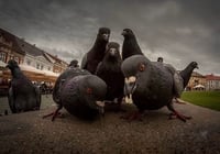 Image 1 of $5 Bargain Bin [MIXED GRADE]