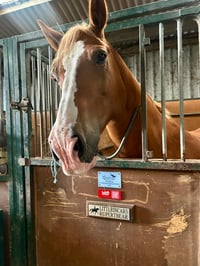 Image 2 of Red Hello Horse Stable Plate – Includes Lifetime Subscription