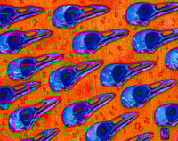 Florida Scrub Jay print - PRE ORDER