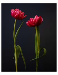 Image 16 of 2026 Still Life Calendar *Pre-Order*