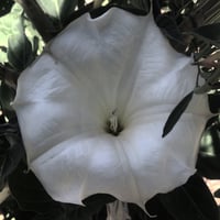 Image 3 of Cancer Perfume (Tuberose, Coconut Milk, Sandalwood, Violet)