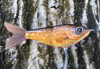 Image 7 of SPEEDBAITS Custom Airbrushed Glide Bait 4749