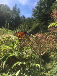 Image 5 of Little Death Poems