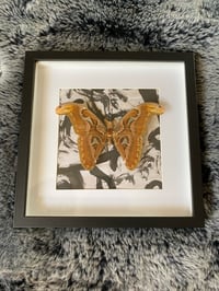 Image 1 of Attacus atlas 