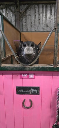 Image 3 of Pink Hello Horse Stable Plate – Includes Lifetime Subscription