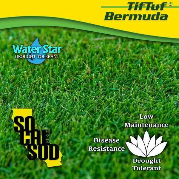 Image of TIFTUF BERMUDA