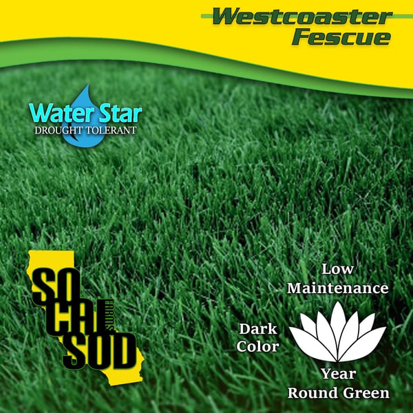 Image of WESTCOASTER DWARF TALL FESCUE