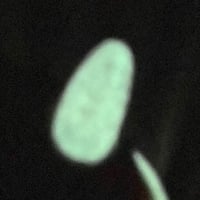 Image 16 of Quick, Berry The Body