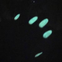 Image 18 of Quick, Berry The Body