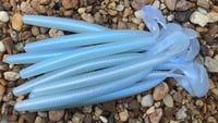 Image 3 of THICC Worm 7" 