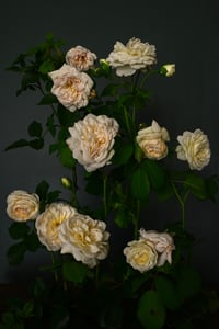 Roses in July