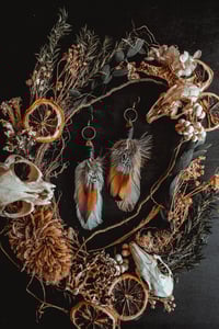 Image 1 of Hen feathers