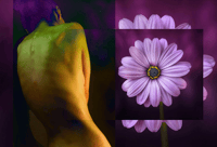 Image 1 of 'Purple & 'Green