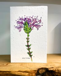 Image 1 of 'Wild Thyme' Seed Cards