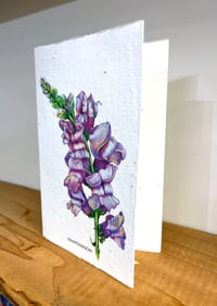 Image 2 of 'Snapdragon' Seed Cards