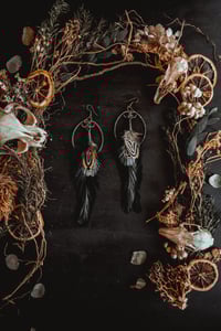 Image 3 of Midnight feathers