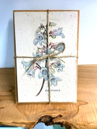 Image 3 of 'Beardtongue' Seed Cards