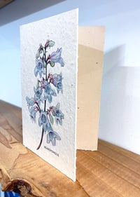 Image 2 of 'Beardtongue' Seed Cards